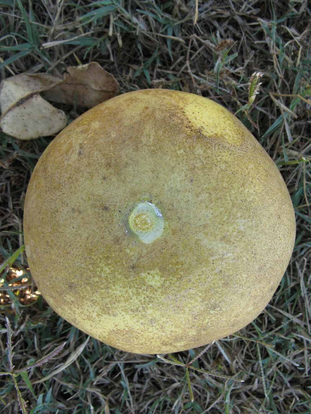              Fruit (Winter Haven, FL)       